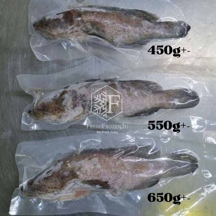 Grouper Fish (1.3kg) 石斑鱼 Kerapu Batu