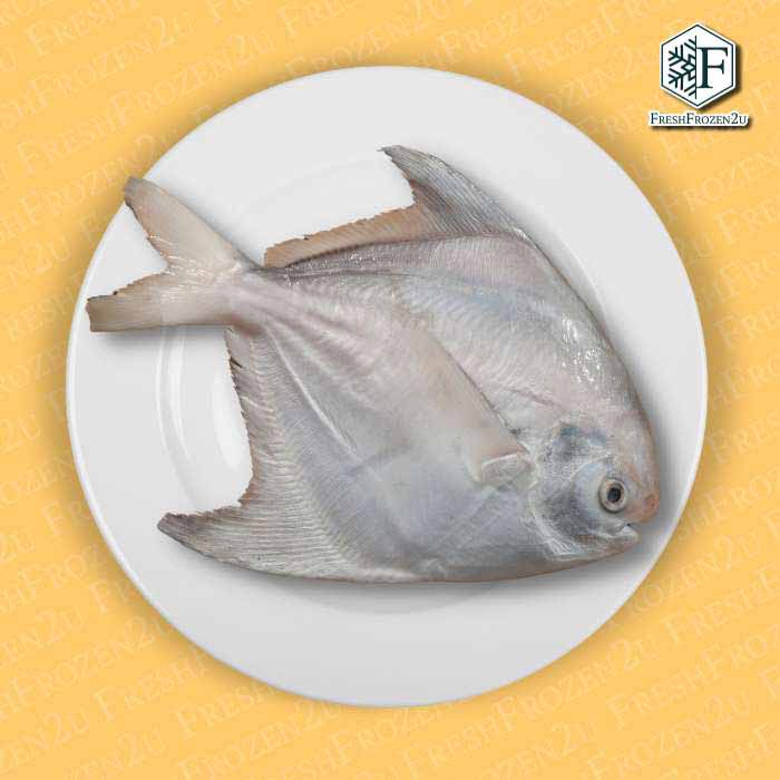 Sabah Chinese Pomfret Fish (1.05kg) 斗鲳 Bawal Tambak