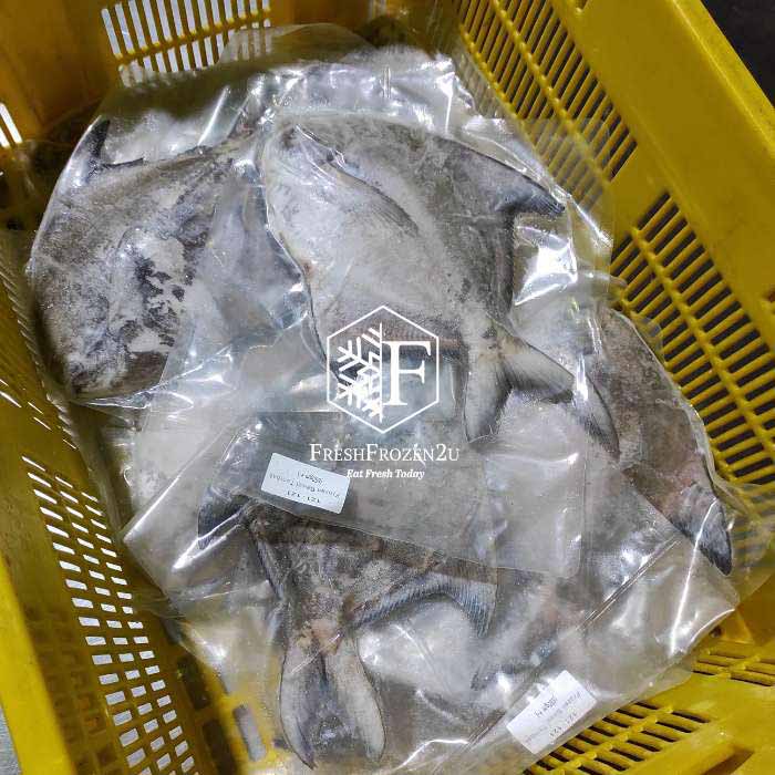 Sabah Chinese Pomfret Fish (1.05kg) 斗鲳 Bawal Tambak