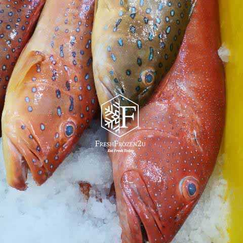 Coral Trout Whole Fish Cleaned (750g+-) 七星斑