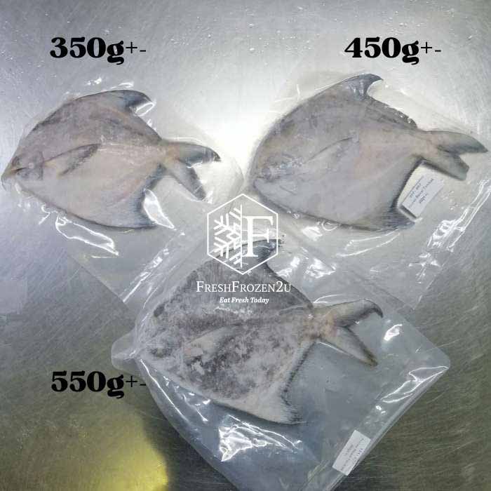 Sabah Chinese Pomfret Fish (600-700g) 斗鲳 Bawal Tambak