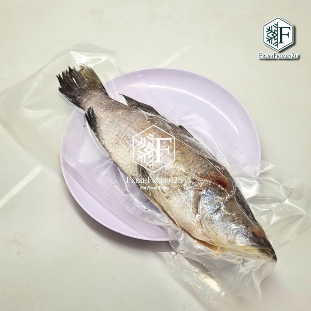 Siakap Whole Fish (500g-+) 石甲鱼